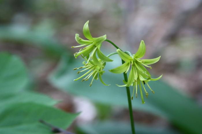 Dan Jaffe (c) Native Plant Trust