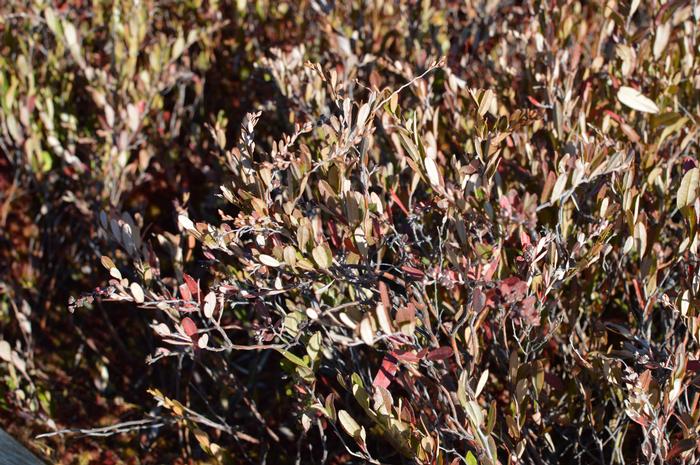 Michael Piantedosi (c) Native Plant Trust