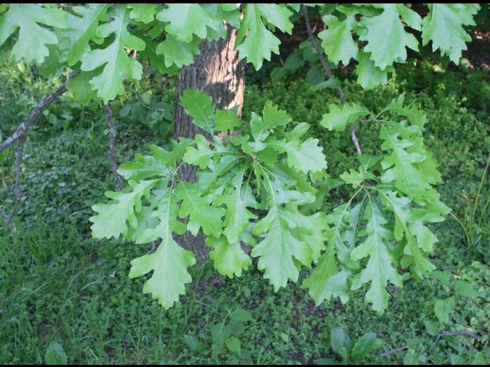 Arieh Tal (c) Arieh Tal 