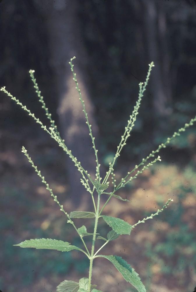 Lawrence Newcomb (c) Native Plant Trust