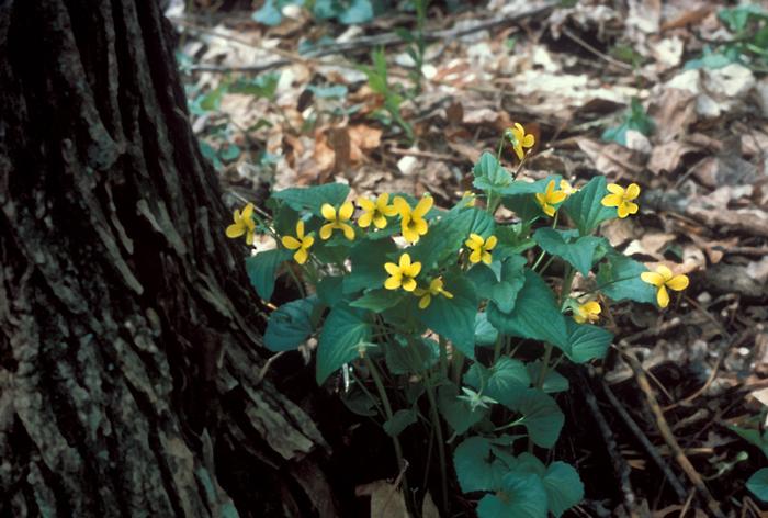 Frank Bramley (c) Native Plant Trust