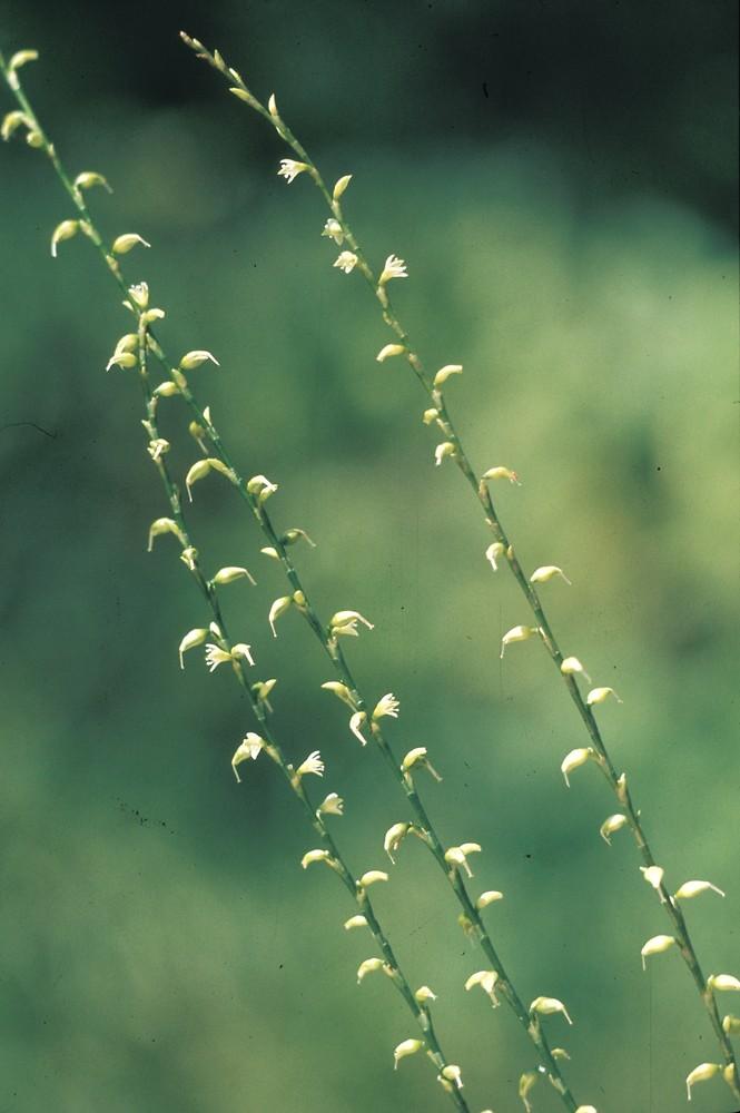 Albert Bussewitz (c) Native Plant Trust