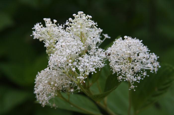 Ceanothus americanus (New Jersey redroot, New Jersey tea): Go Botany
