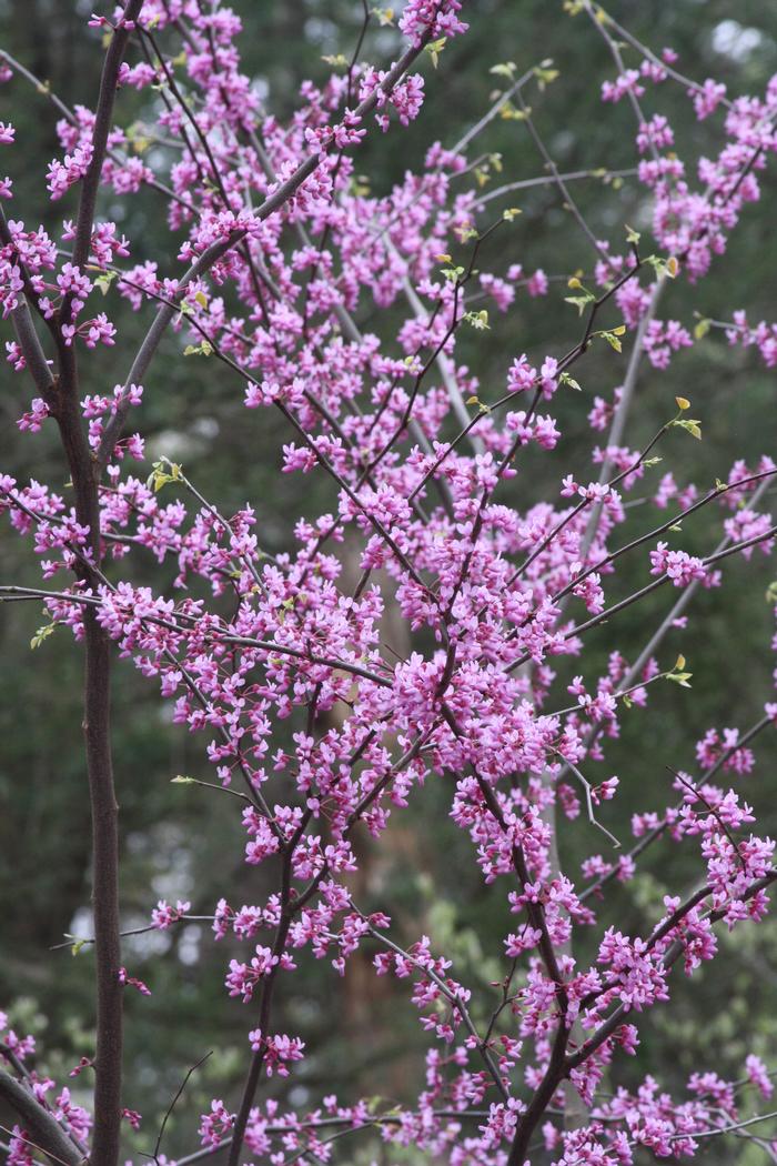 redbud - Cercis canadensis from Native Plant Trust