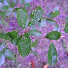 (c) Arthur Haines, Native Plant Trust