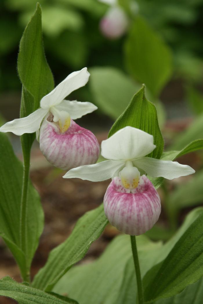 showy lady's slipper - Cypripedium reginae from Native Plant Trust