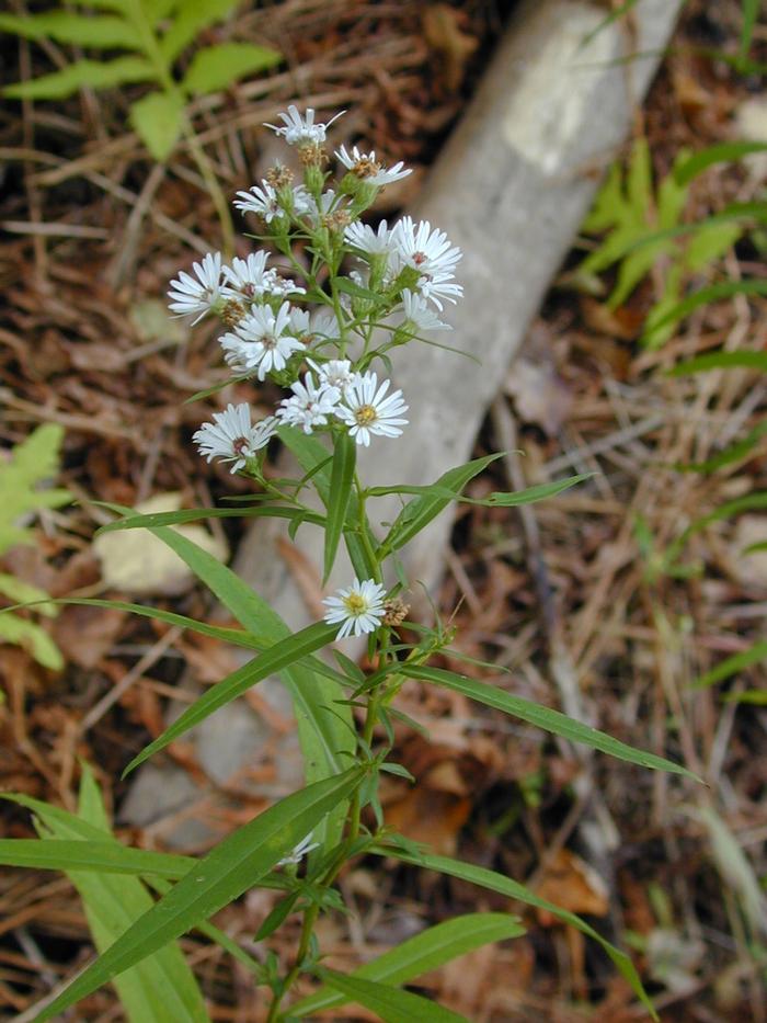 flat top aster - Doellingeria umbellata from Native Plant Trust