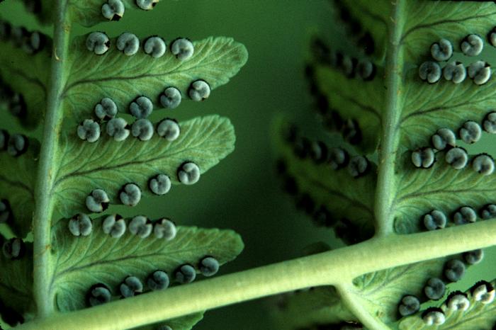 marginal fern - Dryopteris marginalis from Native Plant Trust