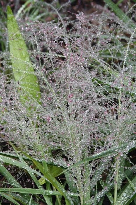 purple lovegrass - Eragrostis spectabilis from Native Plant Trust