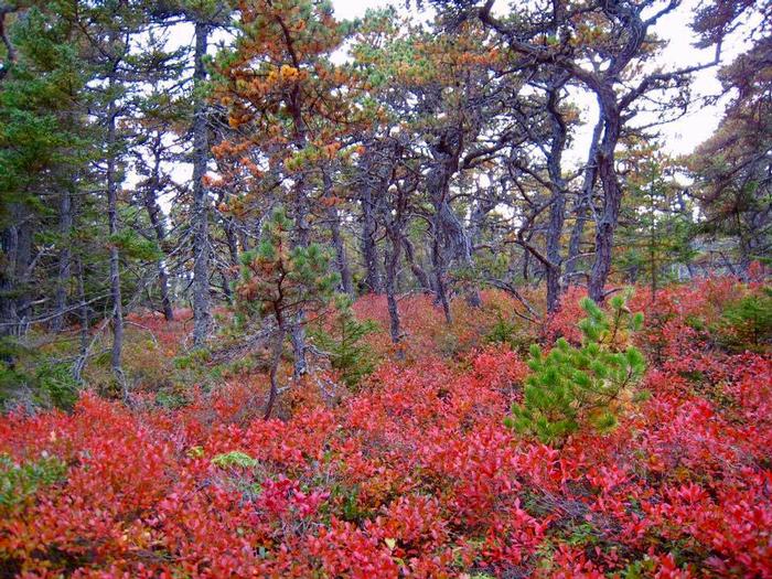 black huckleberry - Gaylussacia baccata from Native Plant Trust