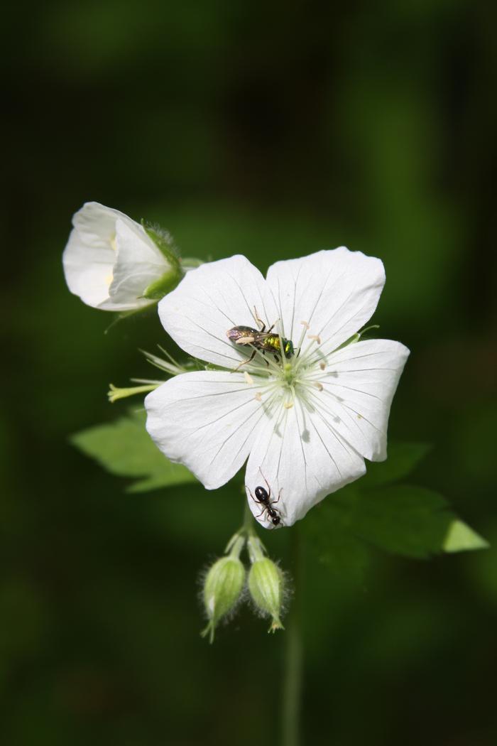 wild geranium - Geranium maculatum from Native Plant Trust