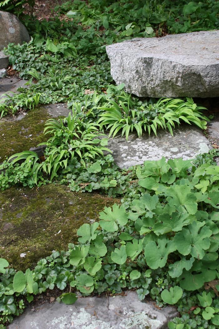 Appalachian barren strawberry - Geum fragarioides from Native Plant Trust