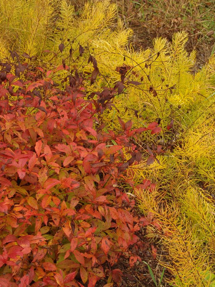 Bowmans root - Gillenia trifoliata from Native Plant Trust