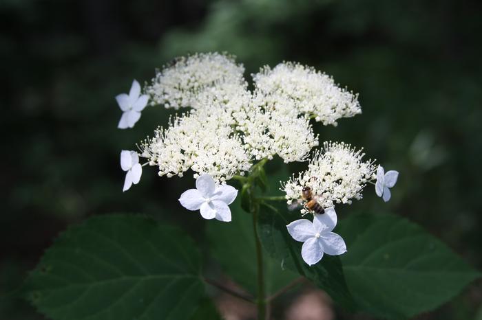 smooth hydrangea - Hydrangea arborescens from Native Plant Trust