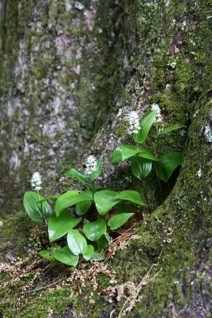 Canada mayflower, wild lily of the valley - Maianthemum canadense from Native Plant Trust