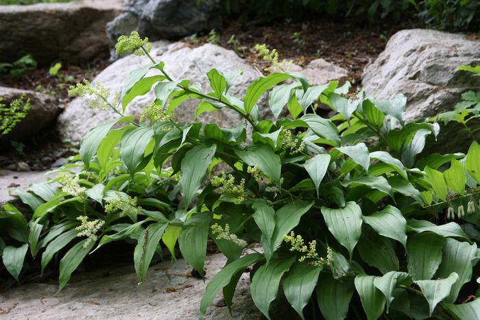 feathery false Solomon's seal - Maianthemum racemosum from Native Plant Trust