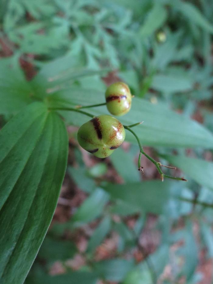 starry false Solomons seal - Maianthemum stellatum from Native Plant Trust