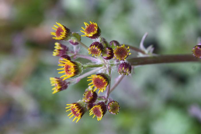 golden groundsel - Packera aurea from Native Plant Trust