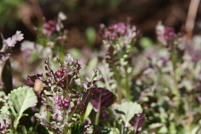 running groundsel - Packera obovata from Native Plant Trust