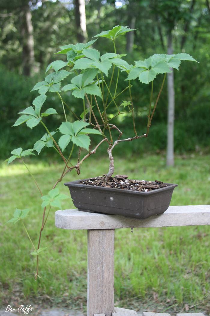 Virginia Creeper (Rutgers NJAES)