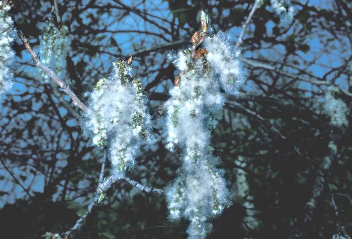 Frank Bramley (c) Native Plant Trust