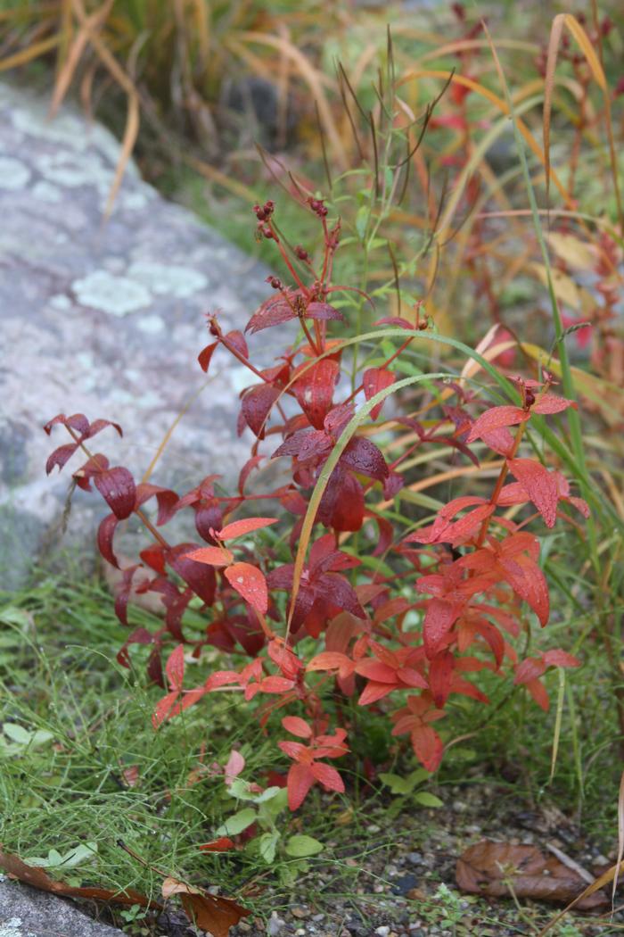 Virginia meadow beauty - Rhexia virginica from Native Plant Trust