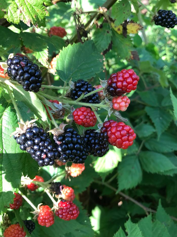 blackberry Rubus allegheniensis from New England Wild Flower Society