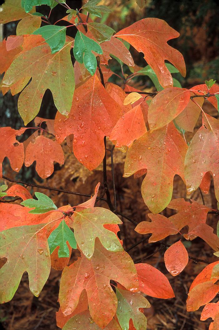 sassafras - Sassafras albidum from Native Plant Trust