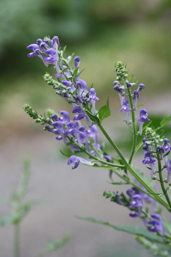 downy skullcap - Scutellaria incana from Native Plant Trust