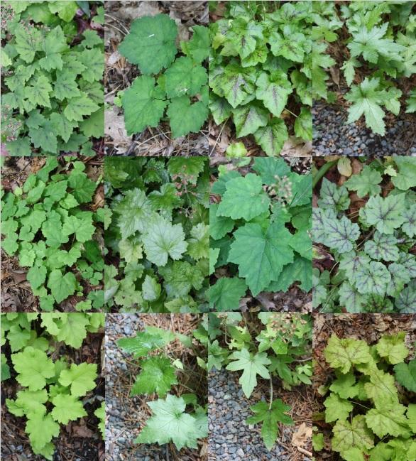 running foam flower - Tiarella cordifolia var. cordifolia from Native Plant Trust