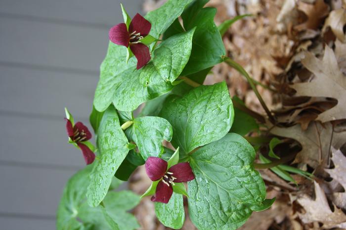 red wakerobin - Trillium erectum from Native Plant Trust