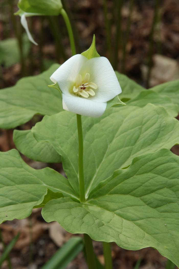 bent trillium - Trillium flexipes from Native Plant Trust