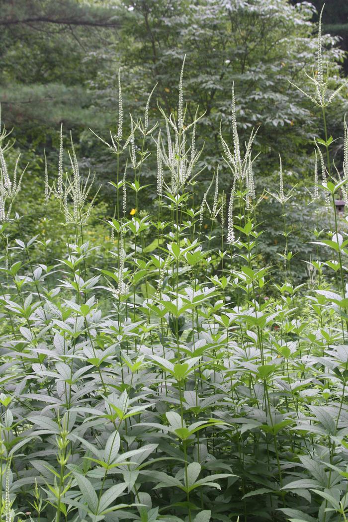 Culver's root - Veronicastrum virginicum from Native Plant Trust