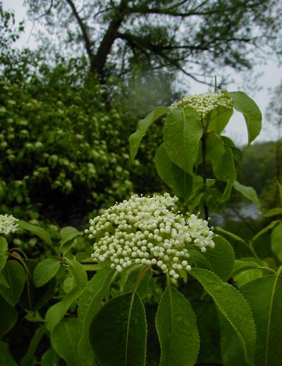 nanyberry - Viburnum lentago from Native Plant Trust