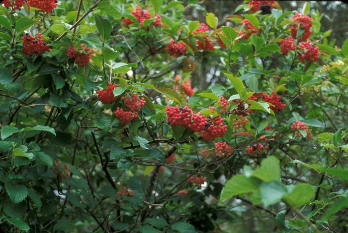 withe-rod - Viburnum nudum var. cassinoides from Native Plant Trust