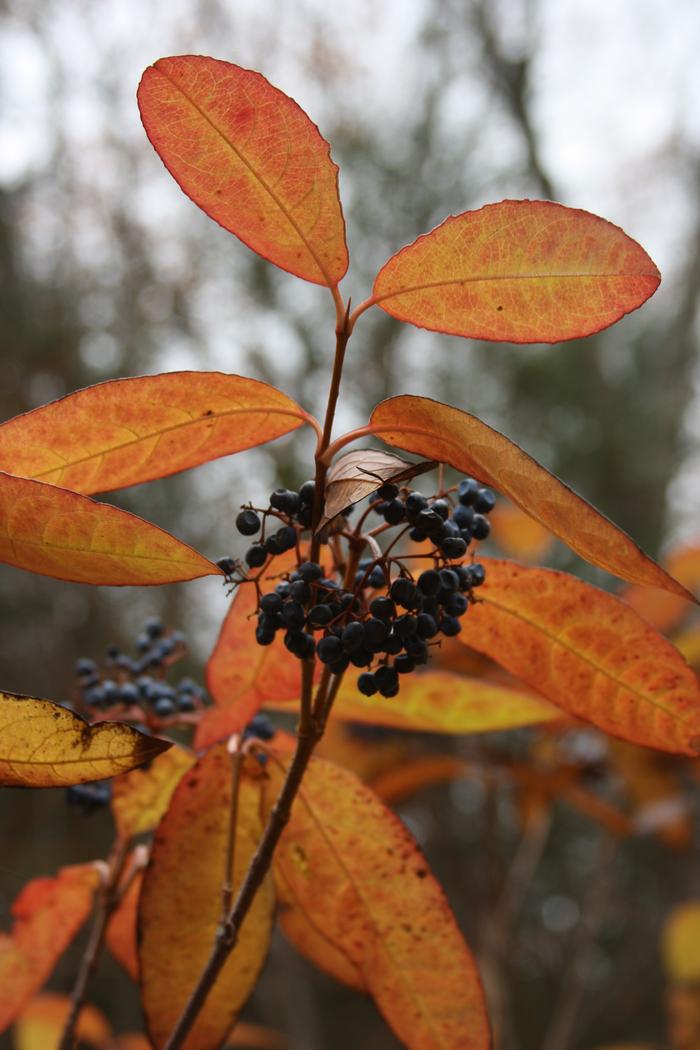 witherod - Viburnum nudum var. nudum from Native Plant Trust