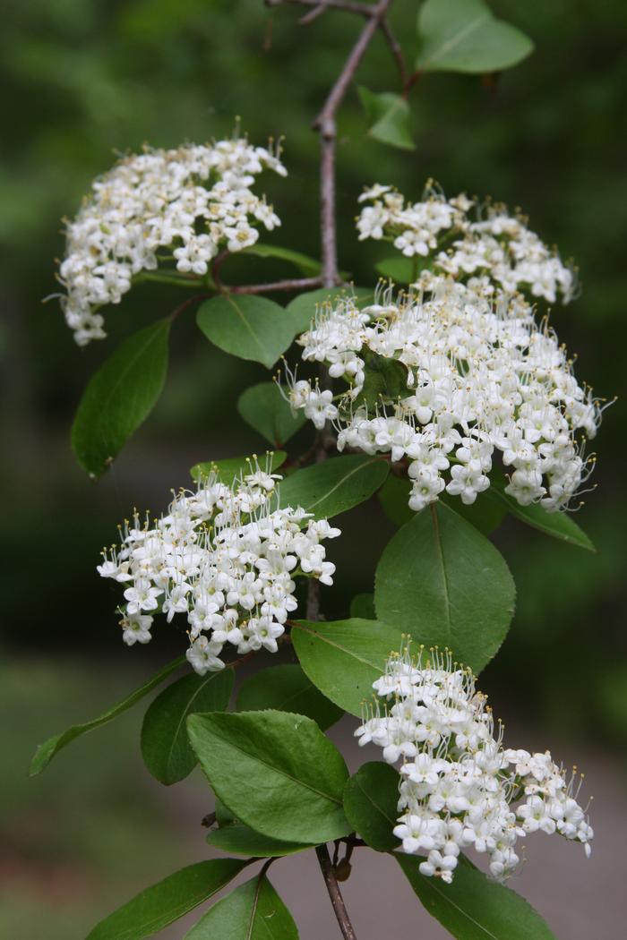 smooth blackhaw - Viburnum prunifolium from Native Plant Trust