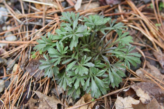 birds foot violet - Viola pedata from Native Plant Trust