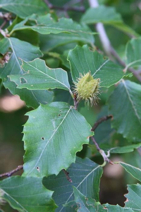 American beech - Fagus grandifolia from Native Plant Trust