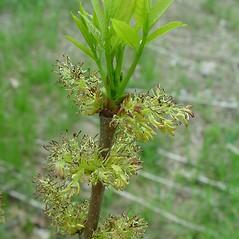 (c) Arthur Haines, Native Plant Trust