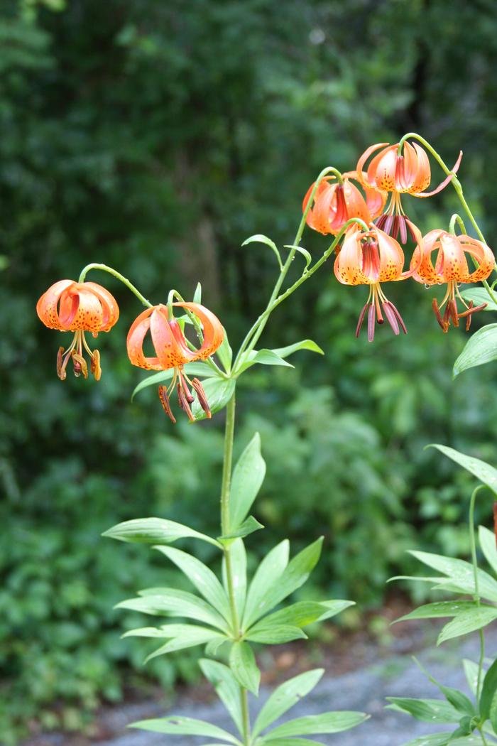 Turk's cap lily Lilium superbum from New England Wild Flower Society