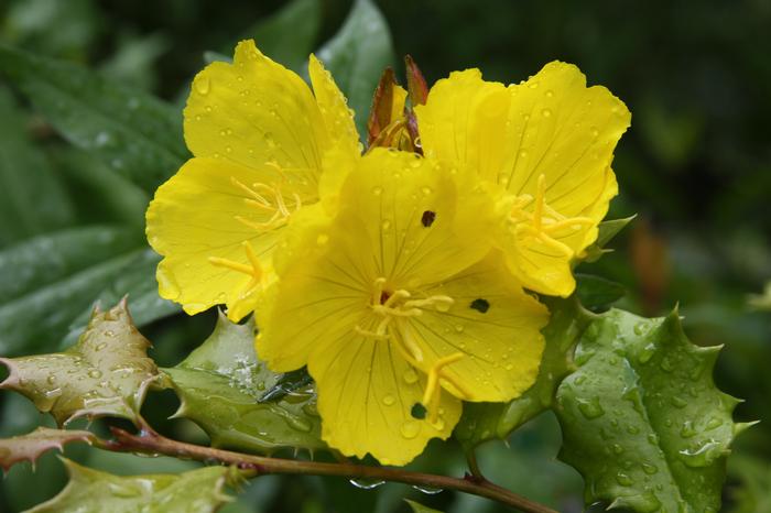 sundrops - Oenothera fruticosa from Native Plant Trust