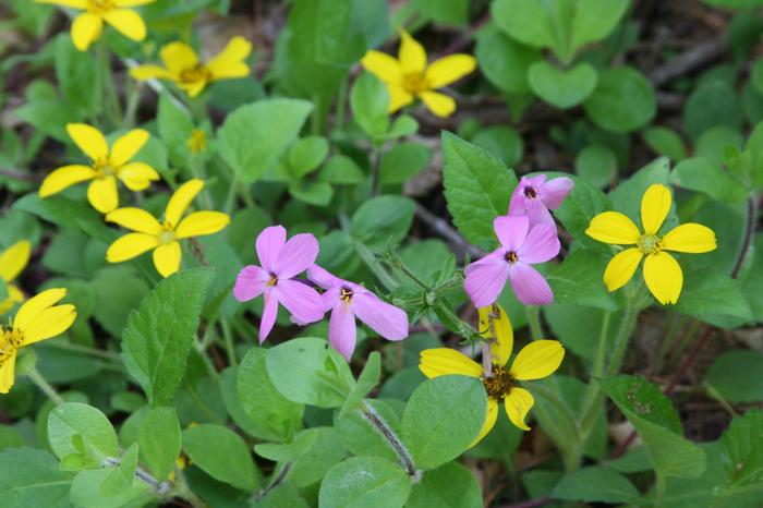 moss phlox - Phlox subulata from Native Plant Trust