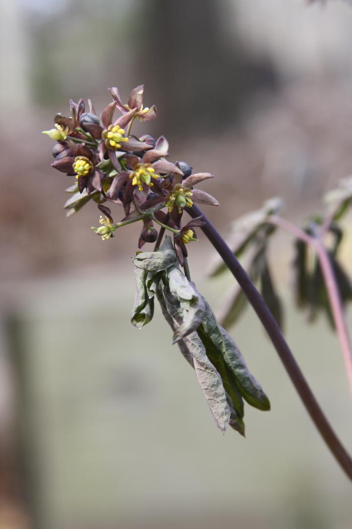 early blue cohosh - Caulophyllum giganteum from Native Plant Trust