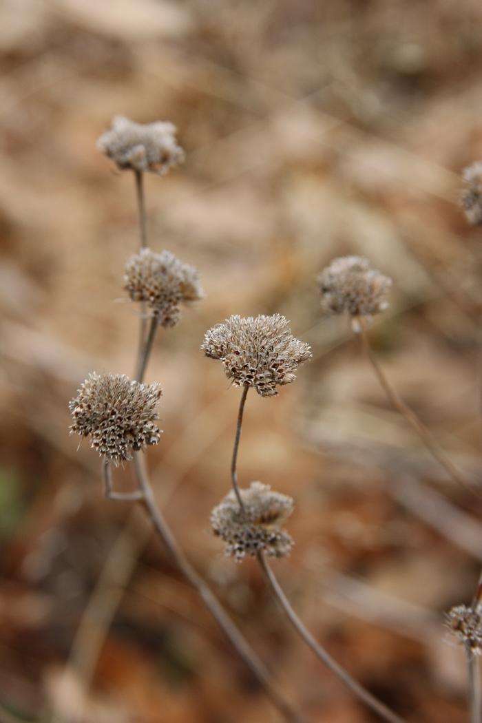 whorled mountain mint - Pycnanthemum verticillatum from Native Plant Trust