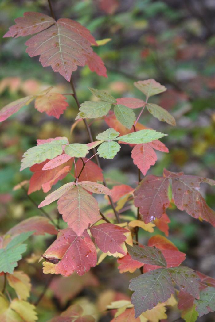 Photo by Dan Jaffe (c) Native Plant Trust