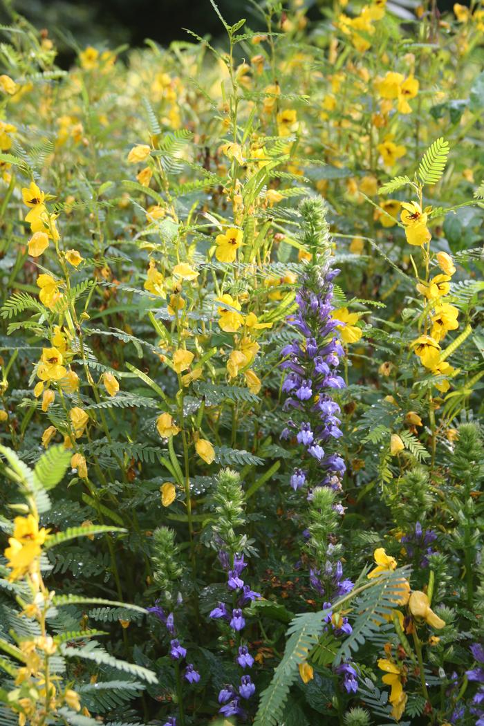 Patridge pea - Chamaecrista fasciculata from Native Plant Trust