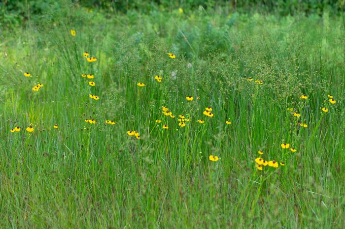 Photo by Uli Lorimer (c) Native Plant Trust