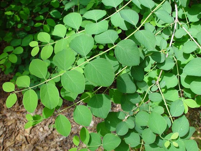 Arthur Haines (c) Native Plant Trust