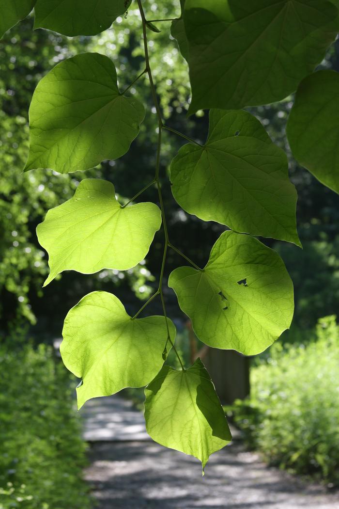 redbud - Cercis canadensis from Native Plant Trust